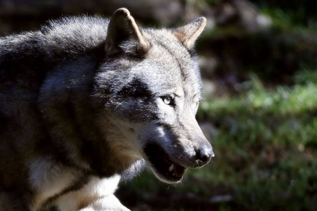 Εμφανίστηκαν... λύκοι έξω από μεγάλη πρωτεύουσα (pics)