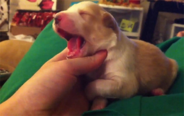 Όταν τα ζώα… χασμουριούνται! (Video)