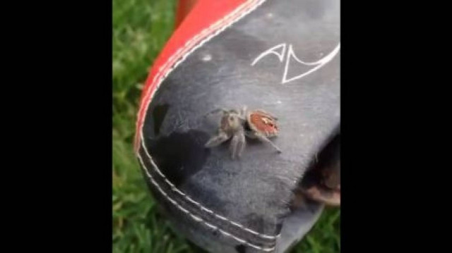Είδε την αράχνη να πηδάει και... τρελάθηκε! (βίντεο)
