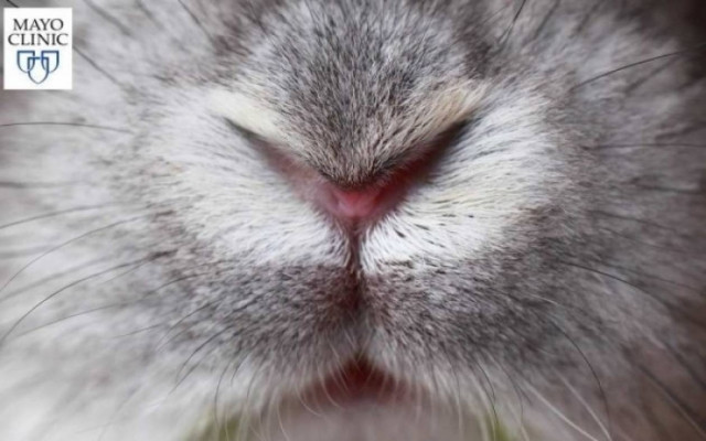 Η μύτη «προειδοποιεί» για το εγκεφαλικό που πλησιάζει