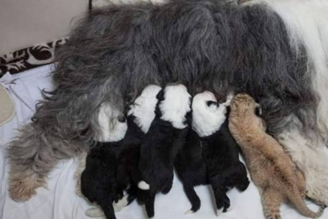 Πολωνία: Σκυλίτσα υιοθέτησε εγκαταλειμμένο λιονταράκι