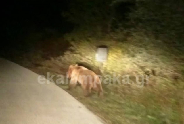 Καλαμπάκα: «Σαρώνει» το βίντεο στο youtube – Οδηγός συναντά αρκούδα