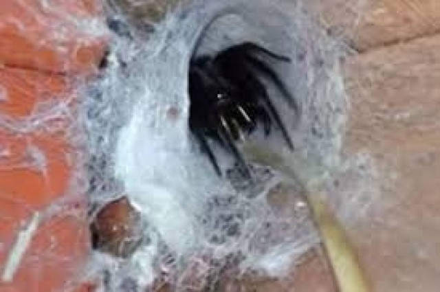 Αράχνη παλεύει με έντομο ενώ γεννάει! (βίντεο)