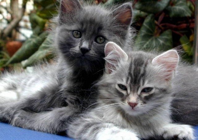 Μαχαίρωσε κτηνιάτρους επειδή πέθανε η... γάτα του (βίντεο)