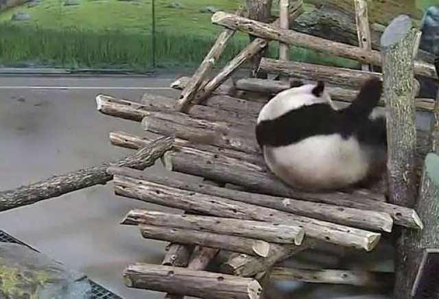 Δείτε: Σκίουρος έπιασε στον ύπνο το «Πάντα» και το τρόμαξε (vid)!