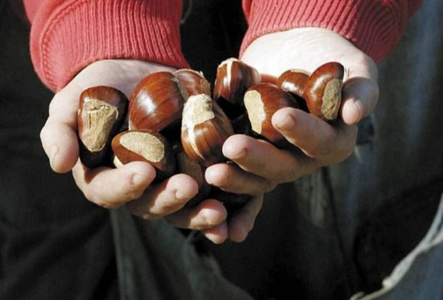 Χανιά: Άρχισαν οι ετοιμασίες για τη 17η γιορτή καστάνου