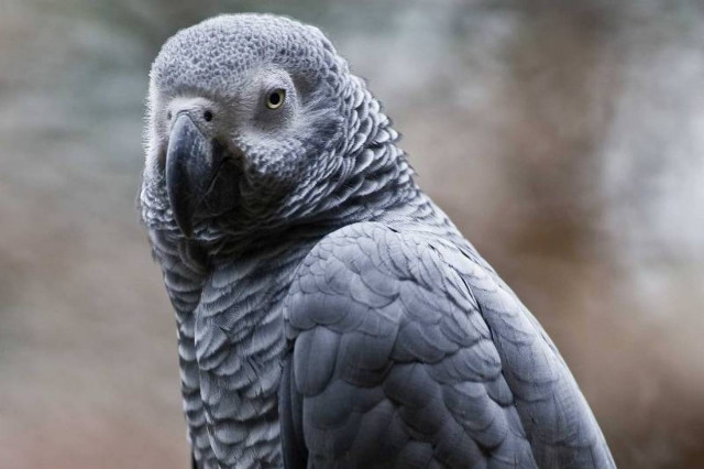 ΗΠΑ: Παπαγάλος επέστρεψε μετά από 4 χρόνια μιλώντας πια... ισπανικά! (vid)