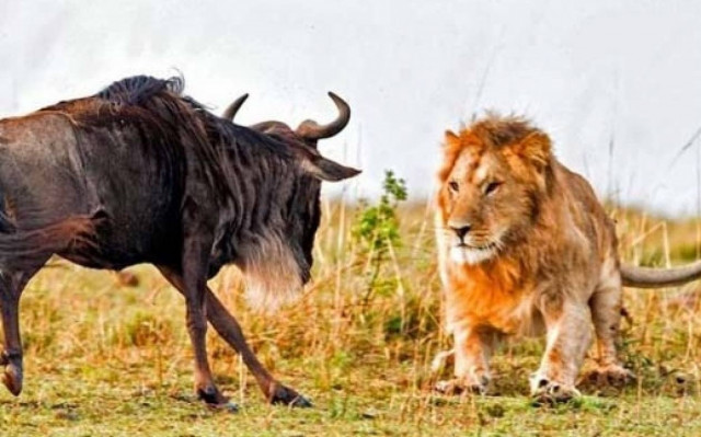 Λιοντάρι εναντίον γκνου σε οκτώ απίστευτα καρέ