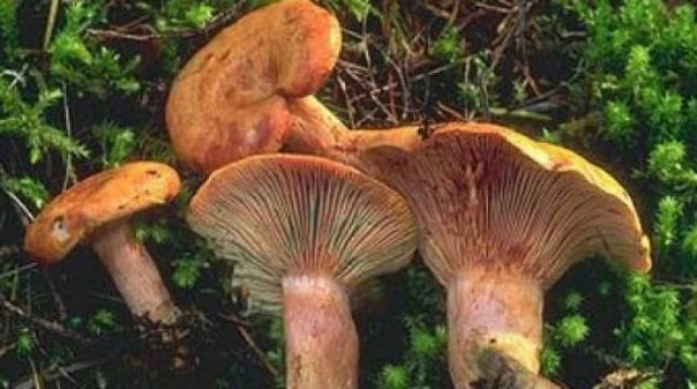 Παιδί 2,5 ετών στην εντατική λόγω δηλητηρίασης από μανιτάρια