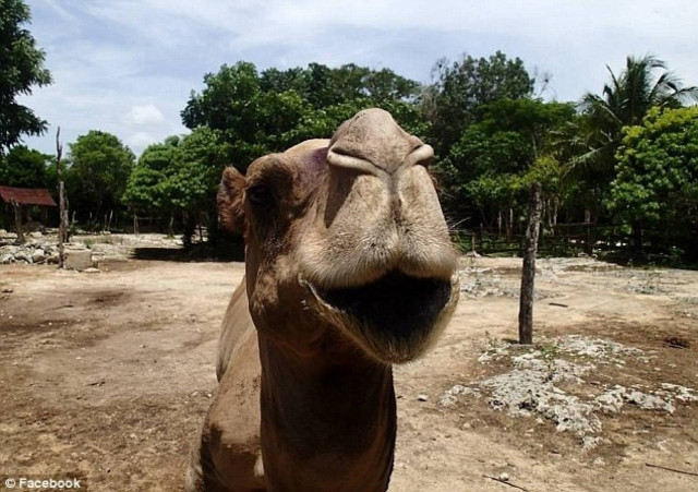 Καμήλα σκότωσε ιδιοκτήτη πάρκου (pics)