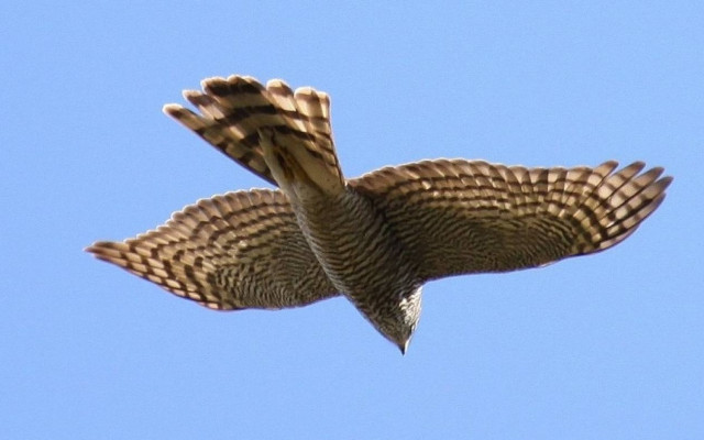 Γεράκι κατέρριψε drone με συνοπτικές διαδικασίες (Video)