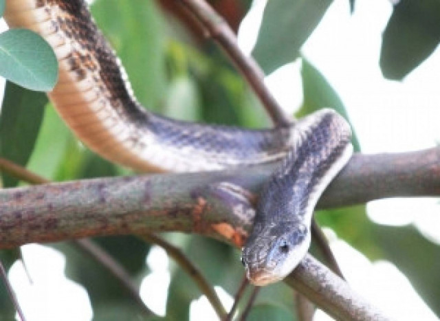 Άνοιξε την αλληλογραφία της και άρχισε να ουρλιάζει
