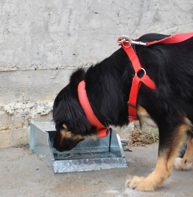 Θεσσαλονίκη: Ο Δήμος Νεάπολης-Συκεών αγόρασε ποτίστρες για τα αδέσποτα
