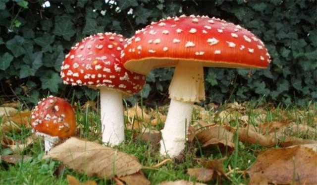 Σε σταθερή κατάσταση η 2χρονη που δηλητηριάστηκε από μανιτάρια