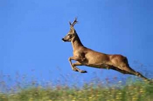 Ζαρκάδι εγκλωβίστηκε σε αυλή στις Σέρρες!