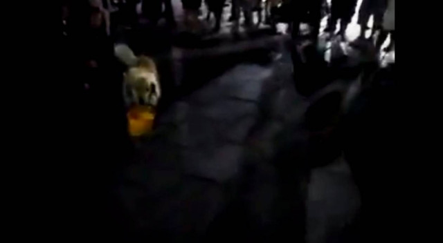 Κρήτη: Σκύλος - σαΐνι μαζεύει χάδια και... χρήματα (vid)