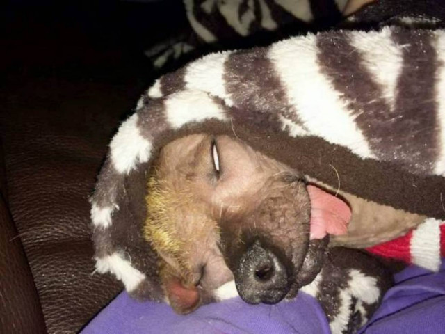 Αυτό είναι το πιο άσχημο σκυλί (pics)