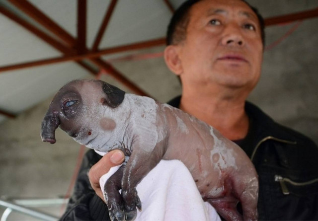 Γεννήθηκε χοιρίδιο με μύτη... ελέφαντα (pics)