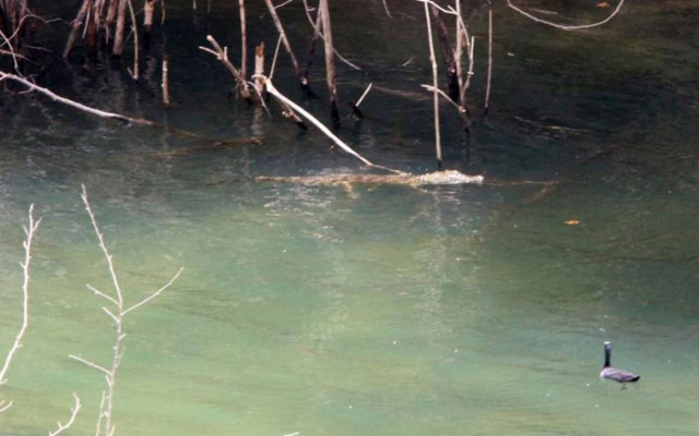 Η επανεμφάνιση του Σήφη, του κροκόδειλου