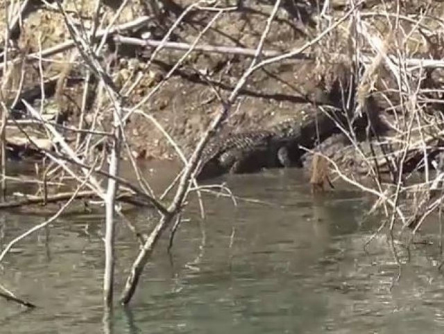 Σήφης is back: Δείτε το τρίλεπτο βίντεο που… σαρώνει στα social media