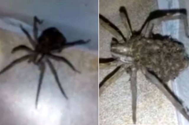Η πιο τρομακτική αράχνη που είδατε ποτέ! (vid+pic)