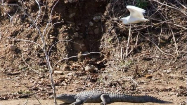 Κρήτη: Ο Σήφης... ποζάρει αμέριμνος για τους θαυμαστές του