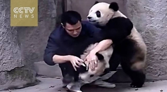 Panda αρνούνται να πάρουν το φάρμακο τους με ξεκαρδιστικό τρόπο (Video)