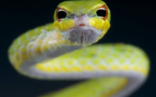 Σοκαριστική εικόνα: Το πόδι 13χρονης σάπισε έπειτα από δάγκωμα φιδιού