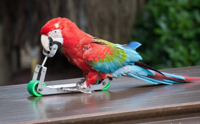 Ο παπαγάλος που... σκοτώνει