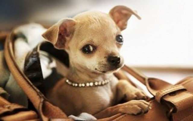 Ούτε που τα φαντάζεστε: 5 επικίνδυνα, για το κατοικίδιό σας, πράγματα!