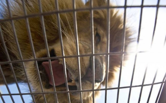 Λιοντάρια στη φύση, άνθρωποι σε κλουβιά!