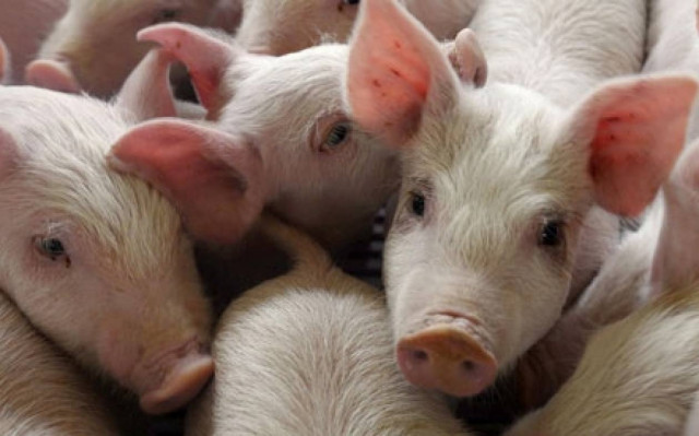 Αθωώθηκαν 92 αγροτοκτηνοτρόφοι στα Γρεβενά