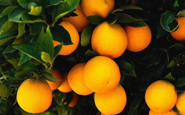 Οι προτάσεις της Περιφέρειας Ηπείρου για την απορρόφηση εσπεριδοειδών και ακτινιδίων