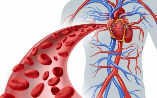 Tα συστατικά που βελτιώνουν πιο πολύ την κυκλοφορία του αίματος