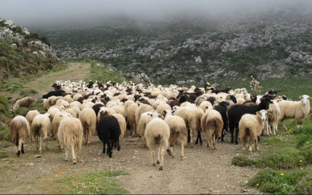 Κατατέθηκε τροπολογία που αφορά απλήρωτους κτηνοτρόφους