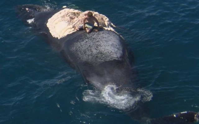 Ανέβηκε στο κουφάρι φάλαινας και τον κυνήγησαν... καρχαρίες!