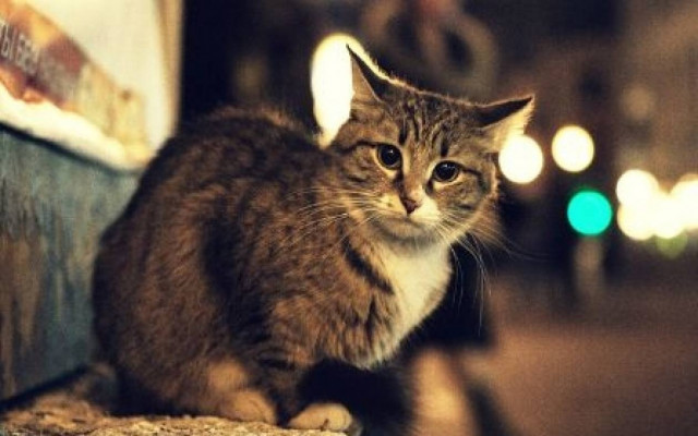 Σύλληψη 42χρονου που σκότωσε ζώο στο Λασίθι