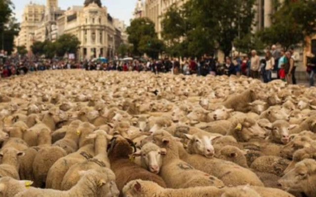 Δύο χιλιάδες πρόβατα κατέκλυσαν τους δρόμους της Μαδρίτης