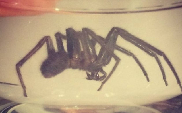 Τρομακτική αράχνη βγήκε για… μεζέ!