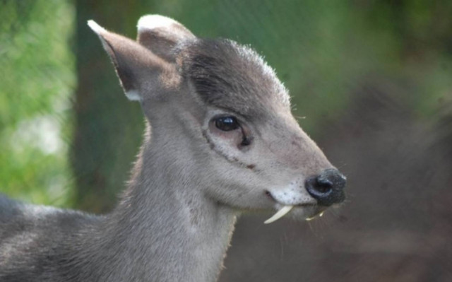 Ανακαλύφθηκε ελάφι... βαμπίρ