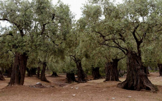 Κρήτη: Βάζουν νυχτοφύλακες για να προστατεύουν τους ελαιώνες - Μάστιγα η κλοπή ελαιοκάρπου