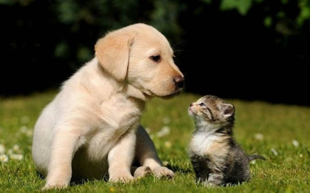 Τεστ: Μάθε τι κατοικίδιο πρέπει να έχεις ανάλογα με τον χαρακτήρα σου!