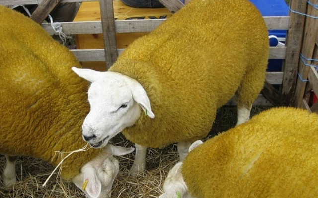 Έκρυβε στην κρεβατοκάμαρά της ένα κοπάδι από...