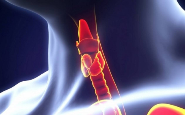 Μήπως ο θυρεοειδής σας... τεμπελιάζει;