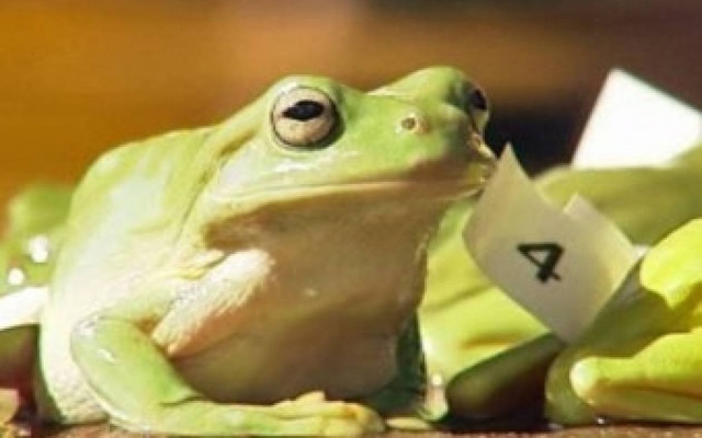 Αυστραλία: Της μόδας και οι... βατραχοδρομίες