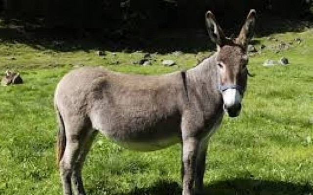 Ελβετία: Το φρεάτιο έκρυβε ένα.... γάιδαρο! (photos)