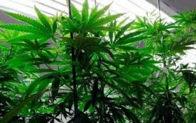 ΗΠΑ: «Ναι» στην κάνναβη από Όρεγκον και Κολούμπια