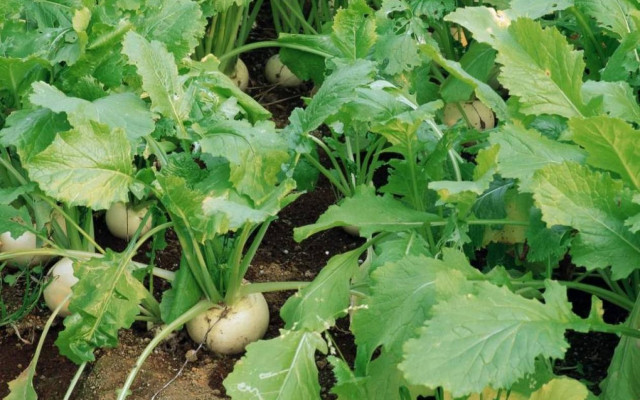 Ζάχαρη αντί για... αίμα;