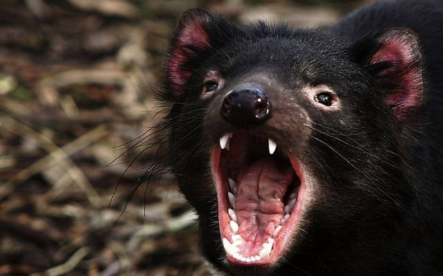 Τασμανία: «Διάβολοι» κατά αγριόγατων