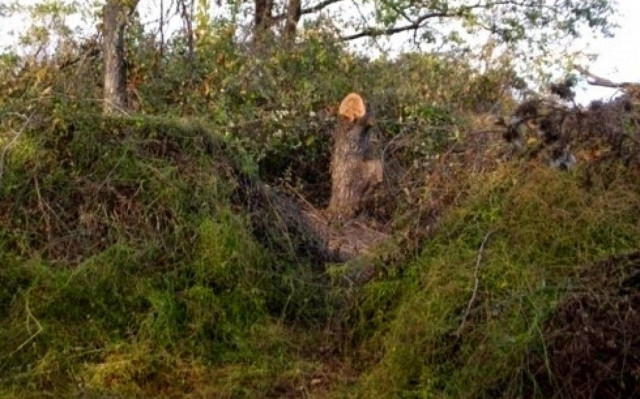 Το δάσος του Νέστου εκπέμπει SOS